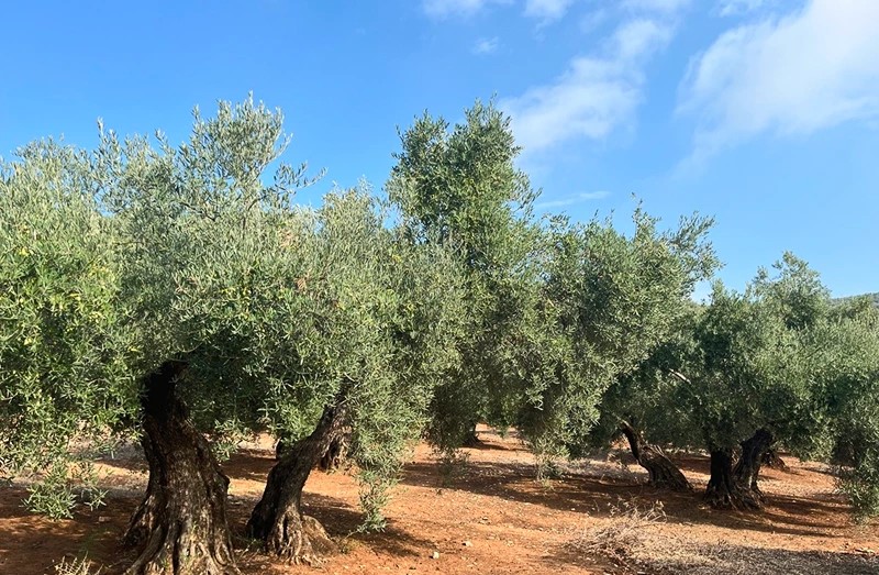 Aceite Oliva Virgen Extra Manzanillo 500 ml